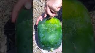 Como Cultivar SANDIAS CUADRADAS!! 🍉