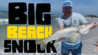 Big Snook RIGHT OFF the Beach - Tampa Area Snook #Shorts