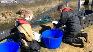 Heart of Heathrow: Electrofishing & Biodiversity