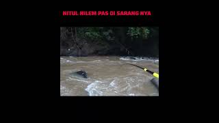 NUTUL NILEM PAS DI SARANG NYA!! #fishing#nutulnilem#short #mancing