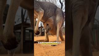 How Kangaroos Reproduce #kangaroo #animals #animalworld #animallover #wildlife #wonderfulanimals