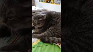 Кто не грешил #кошкалюська #cat