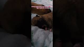 All they puppies 8 days old. Very cute ❤️ Sleeping tight. 18/11 Thanks for watching.