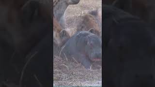 Hippo being dragged by a pack of hyenas😿#shorts #hippo #hyena #wildlife #safari #calf #tragedy