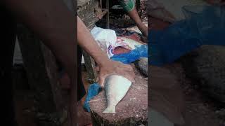 Ilish Fish Cutting | BD fish cutting | Amazing hilsh fish cutting | fast fish cutting |