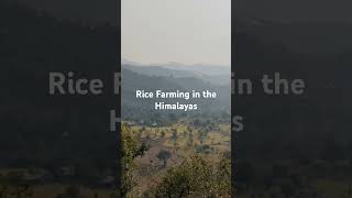 Rice Farming #mountains #himalayas #udhampur #nature #jktourismofficial #naturelovers #solorider