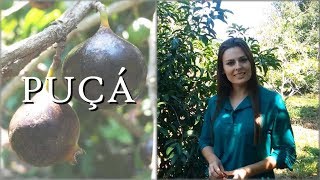 PUÇÁ | Madame das Frutas