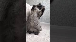 Манчкин стандарт  и бубенчики! munchkin cat bonbon