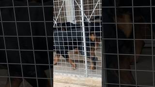 Big Rottweilers in kennel #rottweiler #shorts #dog