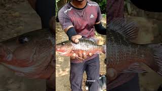 mangrove jack on lite tackles|fishing #fishing #mangrovejack