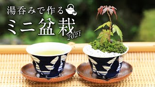 湯呑みで作るミニ盆栽 株立ち風 【Bonsai diary 盆栽日記 5/16】初心者の簡単盆栽の作り方 もみじ 苔 Maple Moss Mini Bonsai DIY EOS R5