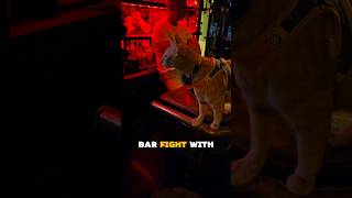 🙀Bar fights and going to restaurants, Diego loves it 😻 Would you like to take your cat to the bar?😹