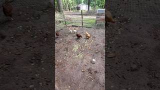 Giving the girls some salad.🐔 #chicken