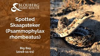 Spotted Skaapsteker near Big Bay (20181101)