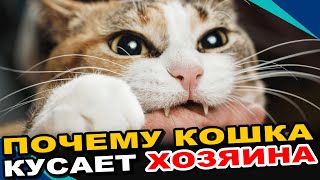 Почему Кошка Кусает Руку Хозяина, а Потом Лижется?