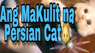 How to Pet your Persian Cat | Persian kitten | Pano Mag alaga ng imported na Pusa