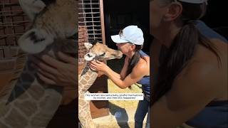 This woman rescued a baby giraffe that had lost its mother, and then #animalshorts #giraffe