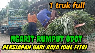 NGARIT RUMPUT ODOT UNTUK PERSIAPAN LEBARAN