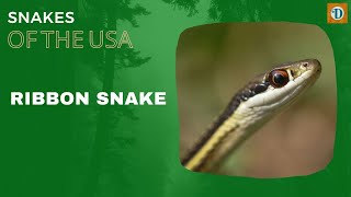 RIBBON SNAKE