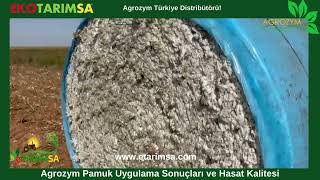 AGROZYM Pamuk Uygulaması Sonuçları ve Hasat Kalitesi