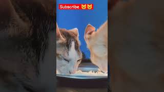 Dinner time 😀🍽️ #catshorts #cat #cats #catvideos #shorts #short #shortvideo #viral #trending