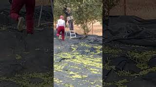 Picking olives Çanakkale