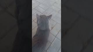 Cat Mr. Gray #shorts #cat #funny