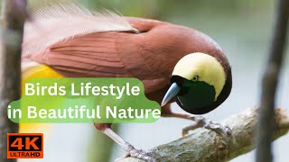 Birds | Birds Lifestyle in Beautiful Nature