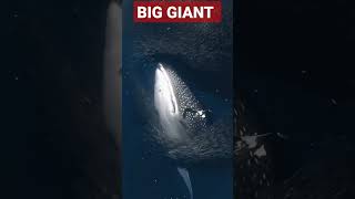 Big Giant #giant #giantfishing #giantfish #shark #dolphin #sealions #youtubeshorts #youtubefeeds