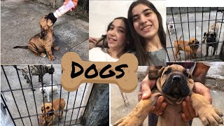 MOSTRANDO E BRINCANDO COM OS CACHORRINHOS!