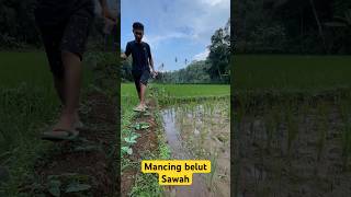 MANCING BELUT SAWAH #part4 #shortvideo