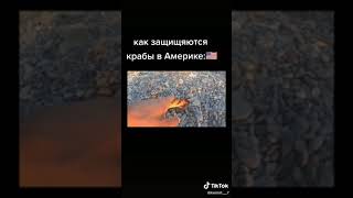 Крабы в России и Америке