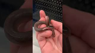 A baby snake eating his first meal! #shorts #snake #yummy #food #reptiles #babyanimals #foryou #pets