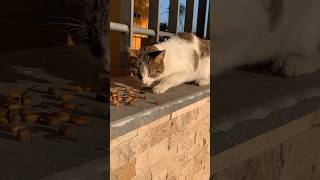 🐈very hungry cat not trust people,but I try to feed him #antalya #feedcat #konyaalti