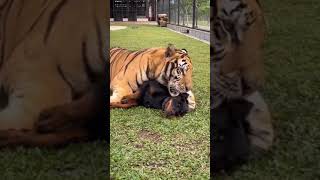 Tiger playing with a rottweiler #shorts #cat #cats #dog #dogs #tiger #high #randomcontent