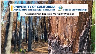 Assessing Post Fire Tree Mortality  A Forest Stewardship Follow Up Workshop