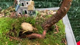 Sequoiadendron giganteum Glaucum Bonsai UPDATE March 2024