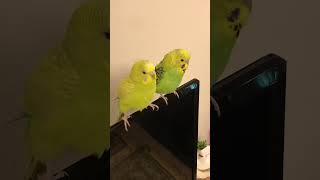 Sam and Bob love birds:) #budgies #parrot #pets #shorts #meradilbhikitnapagalhai