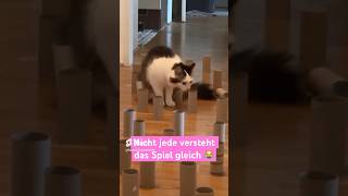 Clumsy Cat | Die tollpatschige Seite der KatzenWelt 😹lustige Katzenvideos 😻 #shorts #cats