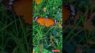 Nature beauty ￼#shorts #shortsvideo #viral #butterfly