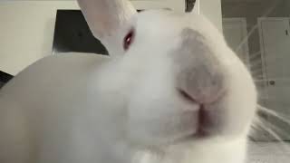 Rabbit chewing in slow motion