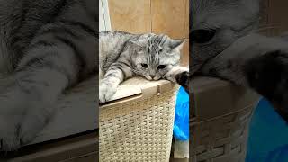 Жену на ты назвал #cat #смешнойкот #юмор #анекдоты #анекдот #прикол #приколы #shorts