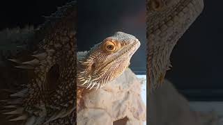 Adorable Bearded Dragon!