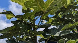 Harvesting Fig Leaves - Preserving the Homestead