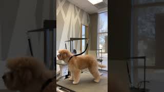 Penne the Puppy Gets a Puppy Trim