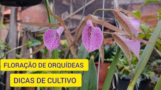 FLORAÇÃO DE ORQUÍDEAS EM DEZEMBRO (DICAS DE CULTIVO LUMINOSIDADE ADUBAÇÃO DE ORQUÍDEAS)