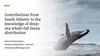 Contributions from South Atlantic to the knowledge of deep-sea whale-fall fauna distribution