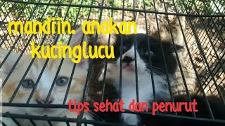 Mandiin anakan kucing 🐈 lucu || tips for healthy and obedient cats || Cara mandiin kucing ||cats