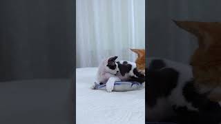 Devon Rex Kitten Wants To Play #shorts