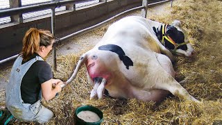 Incredible Modern Farm #WithMe​ Pregnant Cow New Farming Automatic Milking Milk Feeding Pretty Girl